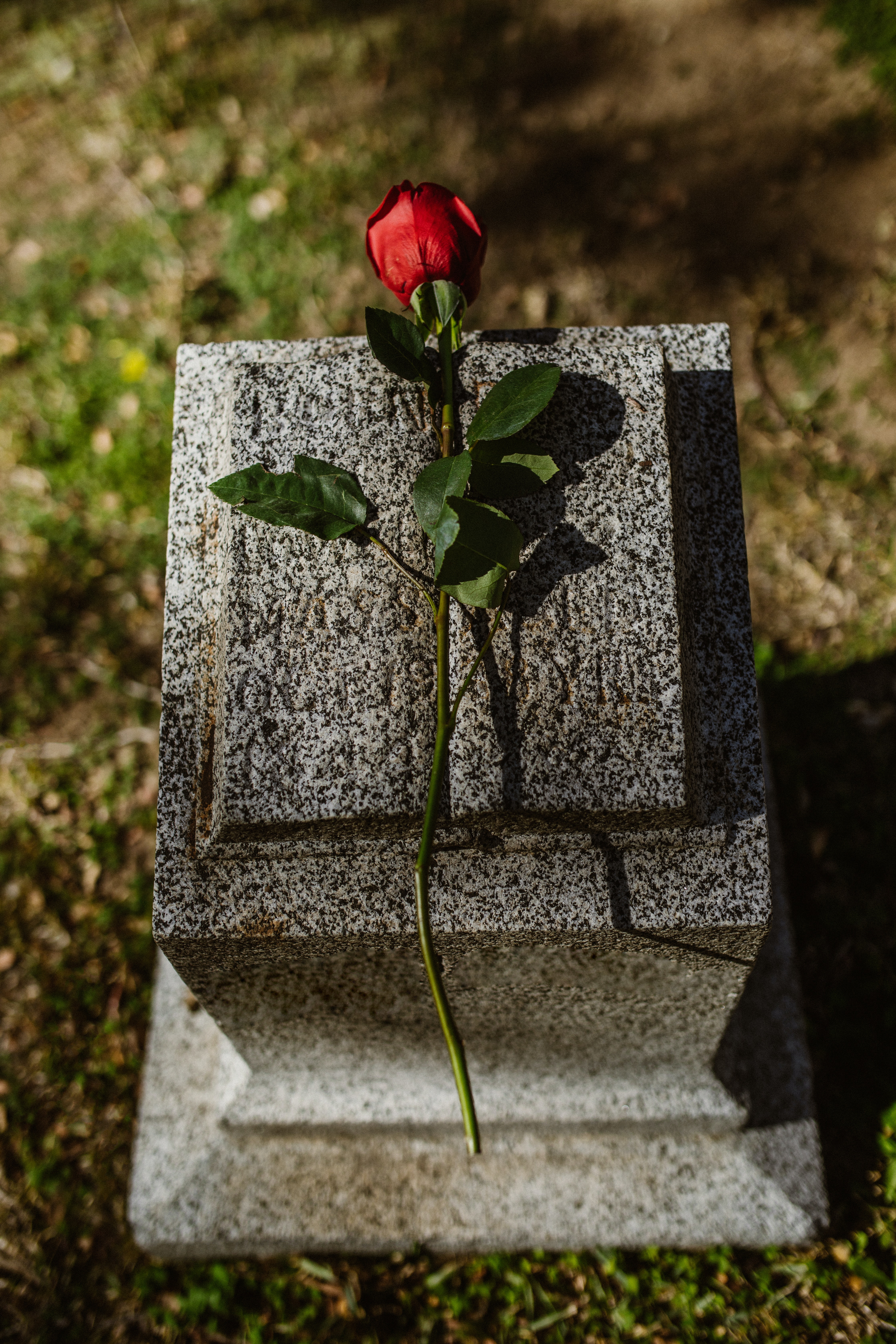 Una rosa sobre una lápida